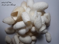 پیله ابریشم Silk cocoon