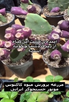 راه اندازی مزرعه میوه کاکتوس Opuntia