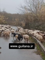 فواید پرورش گوسفند