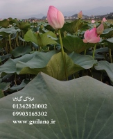 نیلوفر آبی گیلان